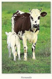 France Normandy Cows To Trade Cow Baby Cows Animals Beautiful