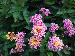 Maybe you would like to learn more about one of these? Deer Resistant Plants Fences And Other Items Can Keep Deer From Eating Garden East Feliciana Theadvocate Com