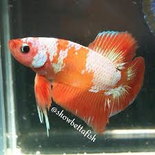 Show Betta On Instagram Orange Marble Show Plakat Male Bred By Interfish Thailand Betta Betta Fish Types Betta Fish