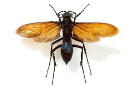 One arizona wasp in particular has the name and a halloween look to fit its reputation. Pepsis Heros Largest Species Of Tarantula Hawk Wasp Tarantula Hawk Tarantula Hawk Wasp Tarantula Wasp