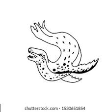 The only species in the odobenidae family. Leopard Seal Vector Illustration Line Drawing Stock Vector Royalty Free 1530651854