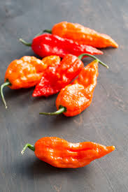 It is a hybrid of capsicum chinense and capsicum frutescens and is closely related to the naga morich. Ghost Pepper Bhut Jolokia All About Them Chili Pepper Madness