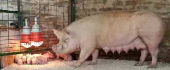 They join animal with, what animal can do. Spring Baby Farm Animals Event Mulberry Lane Farm Petting Zoo