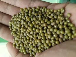 Tumbuh menyertai senyummu ada disitu setelah kacang hijau pecah dan merekah. Kacang Hijau Tauge Photos Facebook
