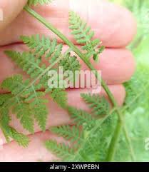 Image result for Hypolepis sparsisora