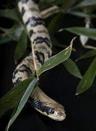False Water Cobra Reptiles And Amphibians Pet Snake Reptiles