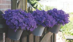 Add 3 to 4 inches of compost, peat moss or manure to improve drainage, then work the soil to a depth of 10 to 12 inches. Culture Report Campanula Adansa And Ambella Series Greenhouse Product News