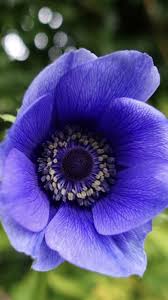 Get hot deals on beautiful flowers and floral arrangements at avas flowers. Blue Anemone Flower Blue Flowers Anemone Fresh Flowers Near Me Anemone Flower Anemone Wholesale Flowers