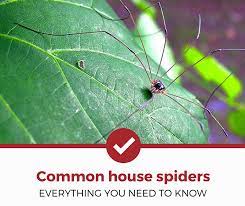 Nevertheless i do not support the above mentioned ideas. Common House Spiders Everything You Need To Know Pest Strategies