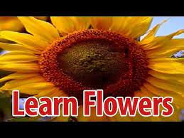 Yellow flowers names in telugu. Learn Names Of Flowers In Telugu Flower Names In Animation Video Learning For Kids Youtube