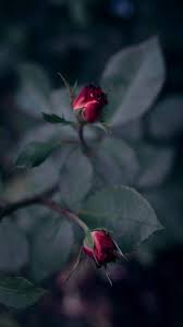 We have got you covered with hundreds of them. Flower Wallpapers Free Download Best Flowers Wallpapers For Mobile 23 Best Wallpapers