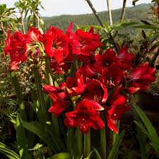 Image result for Hippeastrum