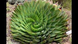 Image result for Aloe plowesii