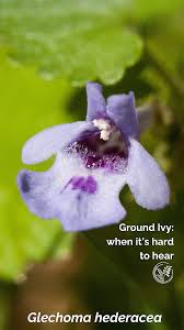 Image result for Glechoma  hederacea
