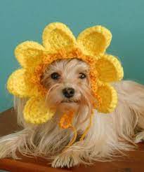 Crocheted Sun Hat For Cat Or Dog Yellow Sunshine Hat For Pet Summer Pet Hat Sun Halloween Costume Hat For Cat Halloween Animals Crochet Sun Hat