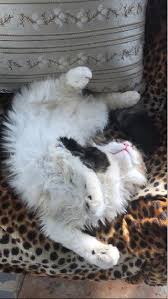 Odai khaleel hijazeen şirketle bağlantılı. Amman Wadi As Seir Dogs Cats Grooming Petbacker Amman Governorate