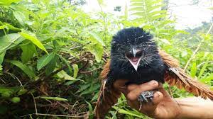 Ampuh buat pikat jantan♬ ndorobei_ jkt download mp3. Anakan Burung Bubut Di Alam Liar Youtube