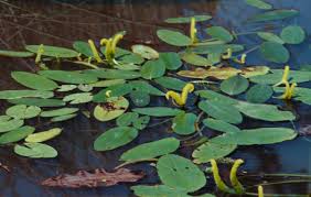 Image result for Aponogeton desertorum