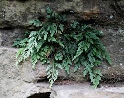 Image result for Asplenium mildbraedii