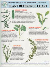 Plant Reference Chart Leaf Identification Plants Aquatic