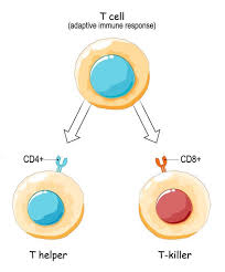 Check spelling or type a new query. Helper T Cell The Definitive Guide Biology Dictionary