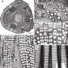 Image result for Pyrenacantha kirkii