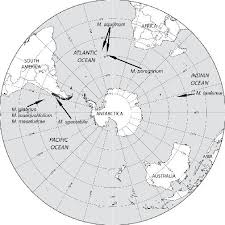 Image result for Megalastrum lanuginosum