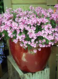 Image result for ostruhatka