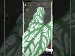 Image result for Cercestis congensis