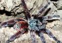A fully grown pinktoe measure between 4.5 to 5 inches. Antilles Pinktoe Tarantula Avicularia Versicolor Martinique Red Tree Spider