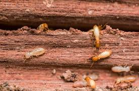 Pest control services at bro4u served 3000 customer all over pune in last 30 days. Termite Pest Control Mumbai Safe Secure Elix Pest