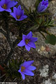 Image result for Xerophyta pseudopinifolia