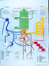 Chart For The Human Metabolic Pathways Of Nutrients The