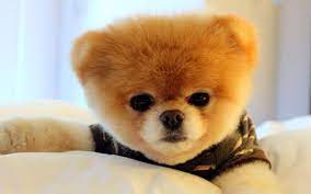 Beautiful Boo Puppy Dog Photos Hd Wallpapers Images Pictures Boo Dog Wallpaper Puppy Dog Photos Boo The Dog Hd Dog Photos