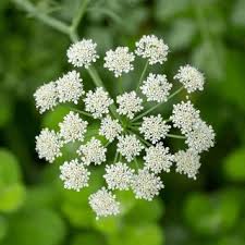 Image result for Pimpinella