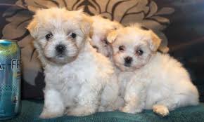 If you are wanting a puppy with. Maltipoo Teacup Pets And Animals For Sale Texas