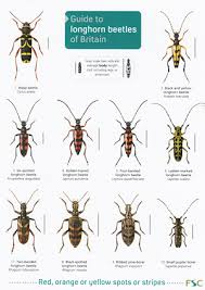 Guide To Longhorn Beetles Laminated Id Chart