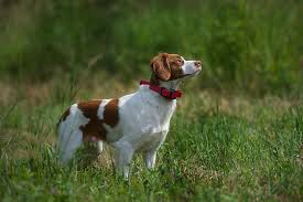 Standard, bronze, silver, gold, and platinum. Brittany Dog Breed Information