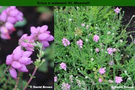 Image result for Erica wildii