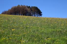 Image result for Basananthe sandersonii