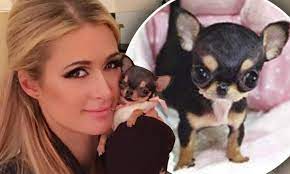 Down syndrome results when the 21st pair of chromosomes suddenly has three copies instead of two containing the genetic information, according to genetics home reference. Paris Hilton Proudly Shows Off Her New 8k Teacup Chihuahua On Instagram Daily Mail Online