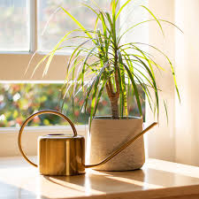 Image result for dracaena