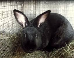 The new zealand is a breed of rabbit, which despite the name, is american in origin. Why I Raise New Zealand Rabbits