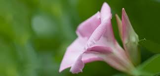 White bolivensis mandevilla dipladenia tropical vine live plant lightly fragrant trumpet flowers starter size 4 inch pot emerald tm. Mandevilla Costa Farms