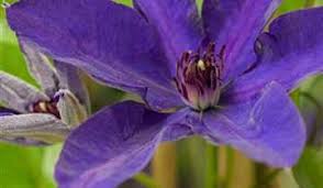 Maybe you would like to learn more about one of these? Clematis The President Waldrebe The President Gartenbaumschule Becker