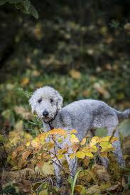 Oklippt posiada 15 tłumaczenia na 7 języków. Bedlington Terrier Dogs Breed Information Omlet