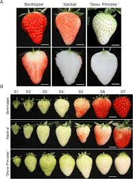 Materials Of Strawberry Used In This Study A The Fruit Of Download Scientific Diagram