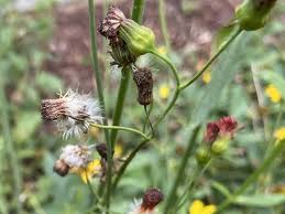 Image result for Emilia coccinea