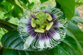 Image result for Passiflora morifolia