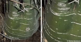 Image result for Adenia fruticosa